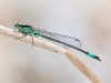 Coenagrion armatum male_010509_by www.sczepanski-naturfotografie.de/