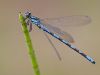 Coenagrion hylas male_120610_by www.sczepanski-naturfotografie.de/