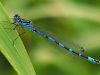 Coenagrion ornatum -male / by thorsten stegmann_1_157