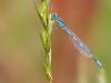 Coenagrion scitulum - male / by Dieter Goebel-Berggold