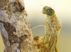Coenagrion puella-Schlupf