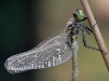 Leucorrhinia albifrons- Ablassen der überschüssigen Hämolymphe