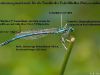 merkmale_federlibellen-platycnemidae