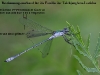 merkmale_teichjungfern_lestidae
