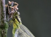 Orthetrum cancellatum beim Aushärten