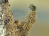 Schlupf einer Kleinlibelle - Hufeisen-Azurjungfer