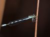 Coenagrion hastulatum - male