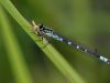 Coenagrion lunulatum - male