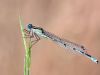 Enallagma cyathigerum - male -9998