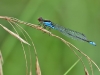 Erythromma viridulum