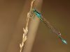 Ischnura pumilio - male_img_8