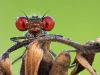 Erythromma viridulum - male