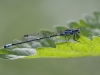 Coenagrion pulchellum