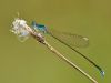 nehalennia-speciosa-m_img_9