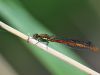 Pyrrhosoma nymphula