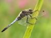 Orthetrum cancellatum - male (family Libellulidae)