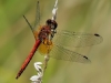 Sympetrum flaveolum 