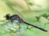 Leucorrhinia dubia - Kleine Moosjungfer