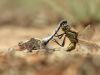 Orthetrum cancellatum - kopula 