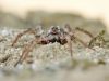 Alopecosa-sp_tarantel_img_3