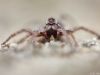 Alopecosa-sp_tarantel_img_3191