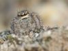 Philaeus chrysops - female_img_3051