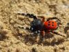 Eresus kollari - male - Röhrenspinne Draufsicht
