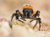 Eresus kollari - male_img_3165