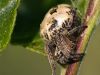 Larinioides cornutus 