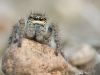 Philaeus chrysops - female_img_3060