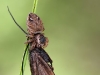 Evarcha arcuata v.as Köcherfliege