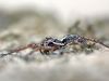 Alopecosa-sp_tarantel_img_3199