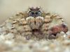 Yllenus arenarius - male _img_2196