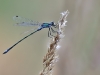 Lestes sponsa