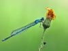 Libellen (Odonata) sitzen in der Regel nicht auf Blüten
