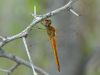 Pantala flavescens, male /by Falk Petzold from Berlin/Jena