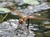 Aeshna grandis - female ovipositing 1