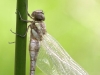 Aeshna mixta