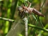Aeshna subarctica