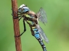 Aeshna mixta_male_2482