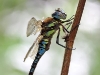 Aeshna mixta_male_img_2486