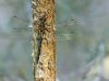 Somatochlora flavomaculata - male - juvenil _img_7407