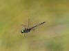 Somatochlora arctica - male / by Thomas Lehmann