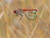 Sympetrum fonscolombii - kopula / by Dieter Goebel-Berggold