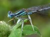 Platycnemis nitidula - male detail / by thorsten stegmann_