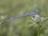 Platycnemis nitidula - male / by thorsten stegmann_