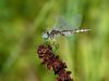 Selysiothemis nigra - female / by Stephan Dörfler