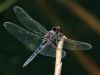 Selysiothemis nigra - male / by Stephan Dörfler