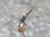 Selysiothemis nigra - female / by thorsten stegmann