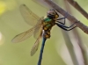 Somatochlora arctica - male / by Alexander Dacos